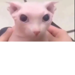 CoolKIdzBruv