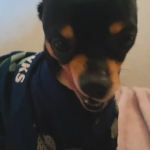 archie is life