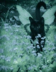 ~fairy cats <3