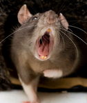 Thinking about rats