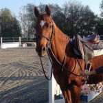 lbittersweet stables-riding academyl