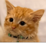 Jasper CAT