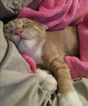 Bubbly Paws
