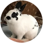 TimeHopper [SUPPORT]