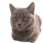 !!!!cats!!!!