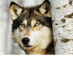 Bloxy Wolf