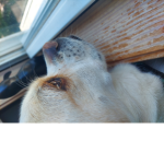 Willson dog group