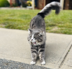 MEOW MEOW THE CAT TTK!