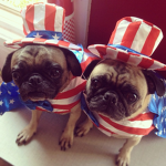 fight for all pugs