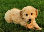 Doggy fanss