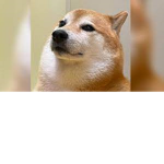 doguis y amigos