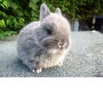 bunny fan group!
