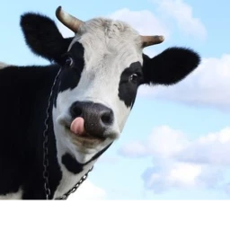 COWS COWS COWS icon