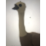Emu_Squad