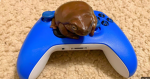 The cool Froggys