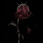 P€talos de Rosa