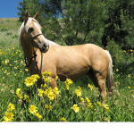~Equine Riding club~