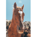 cute horses