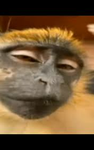The Gang of the Monkey Army