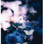 X-simply-butterfly-X