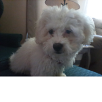 Puppy Charlie