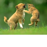 Cats and dogs war!