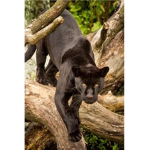 Black Tigers2