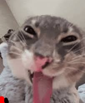 Tom's Meme Emotes