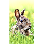 Be a bunny