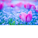 Floraly C