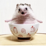 The bin gus