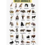 Save all species of animals!
