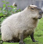The adorable capybara gang!