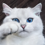 ่