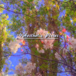 Pixies Aesthetic
