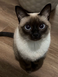 Meowkittenmeowxdd