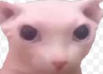 Bingus UGC