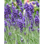 {Flowerpower}