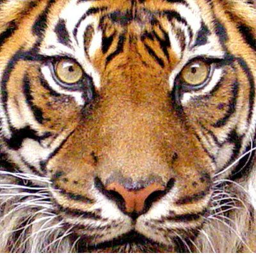 TigerArmy training