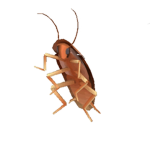 crunchy cockroaches