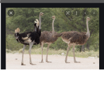De ostriches