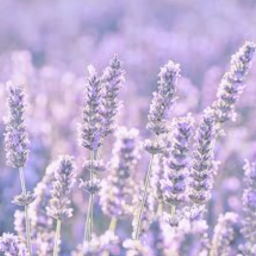 ✿ ❁