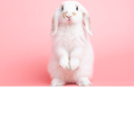 The bunny super love group