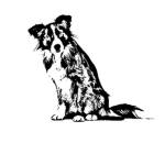 DZ Collie