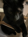 cat community gang