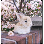 Da bunny squad :)