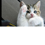I love cats soo much