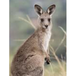 Multi kangaroo