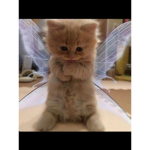 His butterfly lady