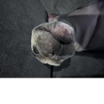 AVERISdOgKeViN